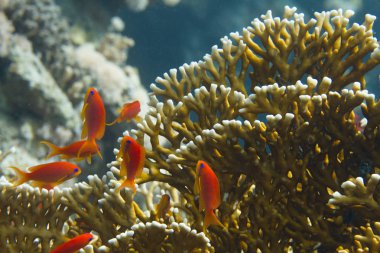 Lyretail Anthias in Front of Net Fire Coral on Coral Reef in Red Sea off Dahab, Egypt clipart