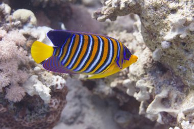 Sharm El Sheikh, Mısır Regal Angelfish Red Sea'deki/daki mercan resif üzerinde kapalı