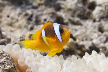 Bubble-ipucu Anemone Sharm El Sheikh, Mısır kapalı Red Sea'deki/daki Kızıldeniz tehlikede