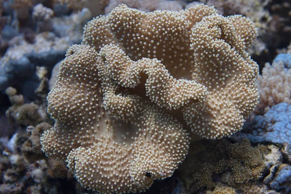 埃及沙姆沙伊赫附近红海珊瑚礁上的皮革珊瑚 — 图库照片
