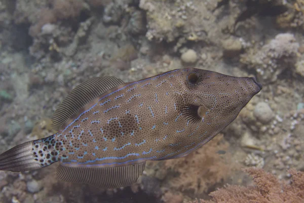 Mercan kırmızı deniz kapalı Sharm El Sheikh, Mısır üzerinde karalanmış Filefish