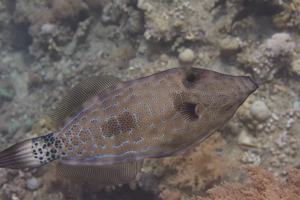 Klottrade Filefish Korallrev Röda Havet Utanför Sharm Sheikh Egypten — Stockfoto
