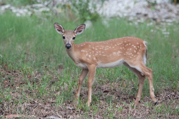 Nesli tükenmekte olan anahtar geyik büyük çam anahtar Florida Keys açık kahverengi