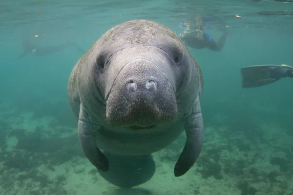 Nesli tükenmekte olan Florida Manatee sualtı Snorkelers arka planda ile