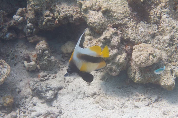 Bannerfish Laut Merah Karang Karang Karang Laut Merah Eilat Israel — Stok Foto