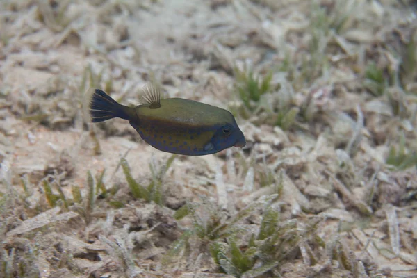 Bluetail Trunkfish Seagrass Dahab Mısır Kapalı Red Sea Deki Daki — Stok fotoğraf