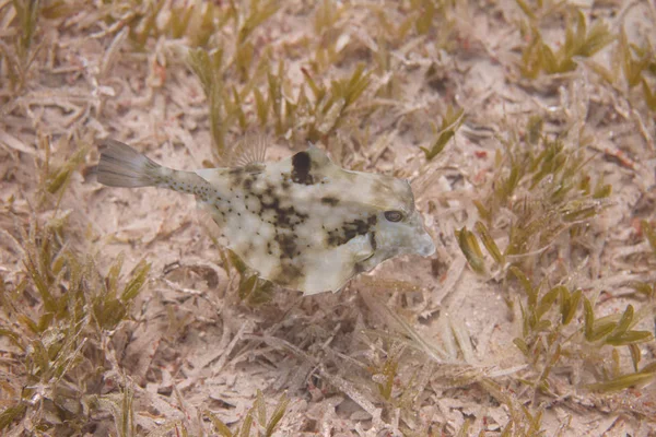 Thornback Boxfish Dessus Des Herbiers Marins Mer Rouge Large Dahab — Photo