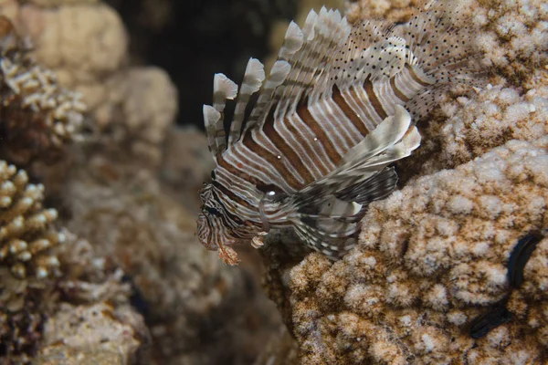 Lionfish Comum Recife Coral Mar Vermelho Fora Dahab Egito — Fotografia de Stock