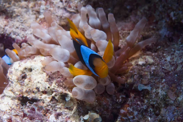 Red Sea Anemonefish in Bubble-Tip Anemone in Red Sea off Dahab, Egypt