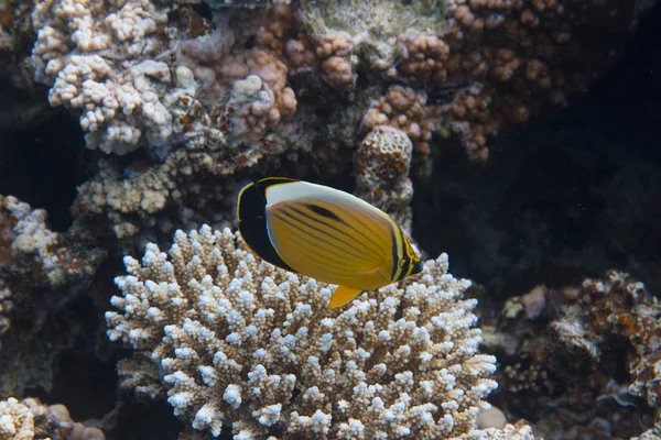 Exquisito Pez Mariposa Arrecife Coral Mar Rojo Frente Dahab Egipto — Foto de Stock