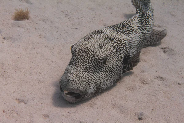 Mercan Dahab, Mısır kapalı Red Sea'deki/daki üzerinde yıldız kirpi balığı
