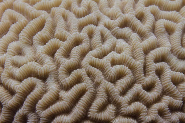 Cerebro Coral Arrecife Coral Mar Rojo Frente Dahab Egipto — Foto de Stock