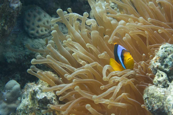 Red Sea Anemonefish in Bubble-Tip Anemone in Red Sea off Dahab, Egypt