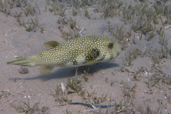 White Spotted Puffer Seagrass Red Sea Dahab Egypt — Stock Photo, Image