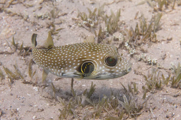 Puffer Manchas Blancas Sobre Pastos Marinos Mar Rojo Frente Dahab — Foto de Stock