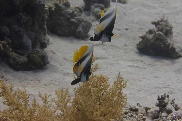 Bannerfish Laut Merah Karang Karang Laut Merah Lepas Pantai Sharm — Stok Foto