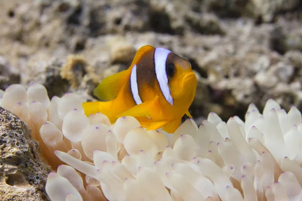 Червоне Море Anemonefish Міхур Tip Anemone Червоному Морі Від Шарм — стокове фото