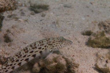 Mercan Dahab, Mısır kapalı Red Sea'deki/daki üzerinde benekli Sandperch
