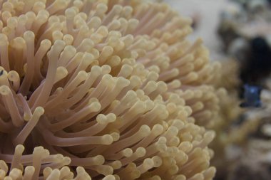 Ritteri Anemone mercan Sharm El Sheikh, Mısır kapalı Red Sea'deki/daki üzerinde