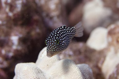 Coral Reef kapalı Maui, Hawaii Hawaii Whitespotted Toby