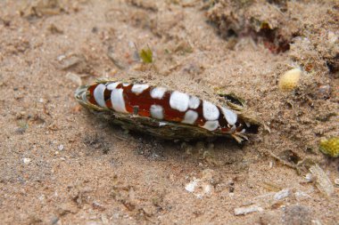 Mercan Dahab, Mısır kapalı Red Sea'deki/daki üzerinde ortak inci istiridye