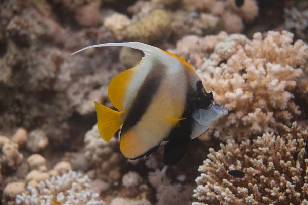 Bannerfish Del Mar Rojo Arrecife Coral Mar Rojo Frente Dahab — Foto de Stock