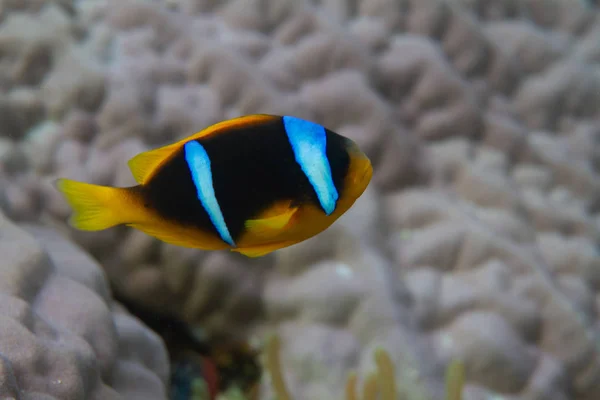 Roter Seeanemonenfisch Korallenriff Roten Meer Vor Dahab Ägypten — Stockfoto