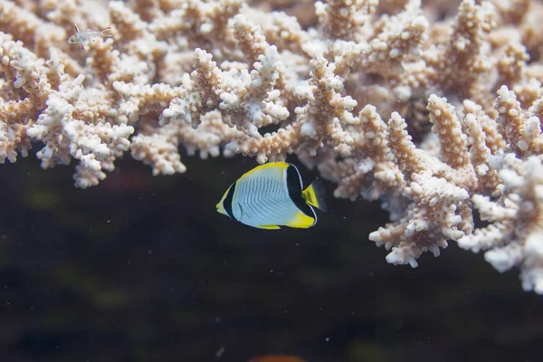 Jungfische Und Luchse Tafelkorallen Korallenriff Roten Meer Dahab Ägypten — Stockfoto