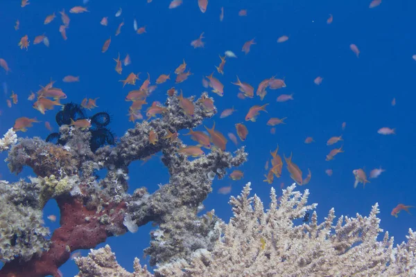 Lyretail Anthias Arabian Chromis Lunar Fusilier Table Coral Coral Reef — Stock Photo, Image