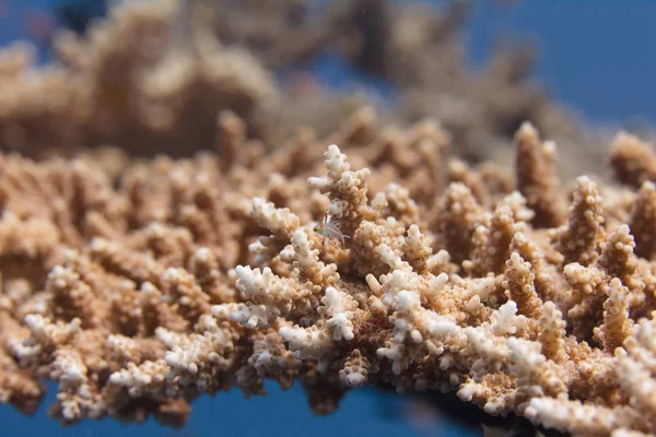 Baby Fry Lyretail Hogfish Mesa Coral Arrecife Coral Mar Rojo — Foto de Stock
