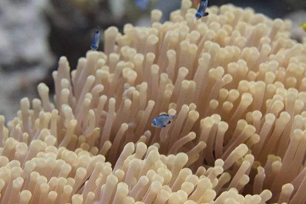 Juvenil Dascyllus Tres Puntos Ritteri Anemone Coral Reef Mar Rojo — Foto de Stock