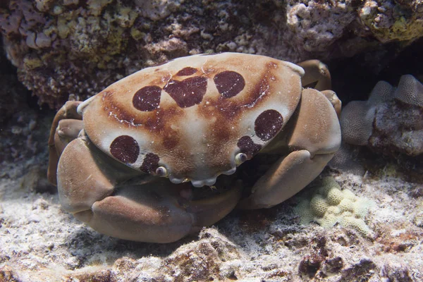 Seven-Eleven Crab on Coral Reef off Kona, the Big Island, Hawaii