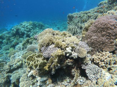 Kızıl Deniz mercan kayalığı Sharm El Sheikh, Mısır kapalı