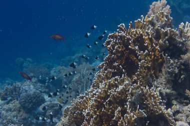 Yarı yarıya krom ve Lyretail Anthias üzerinde Net ateş Coral Red Sea'deki/daki mercan resif üzerinde Sharm El Sheikh, Mısır off