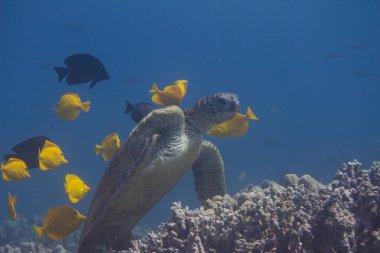 Yeşil deniz kaplumbağası olmak temizlenir sarı çekin ve Kole Tangs mercan Kona, Hawaii büyük ada, kapalı üzerinde