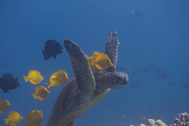Yeşil deniz kaplumbağası olmak temizlenir sarı çekin ve Kole Tangs mercan Kona, Hawaii büyük ada, kapalı üzerinde