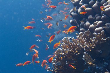 Lyretail Anthias ve Arap Krom üzerinde Net ateş Coral mercan kırmızı deniz kapalı Sharm El Sheikh, Mısır üzerinde balık