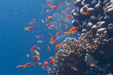 Shoal of Lyretail Anthias and Arabian Chromis Over Net Fire Coral on Coral Reef in Red Sea off Sharm El Sheikh, Egypt clipart