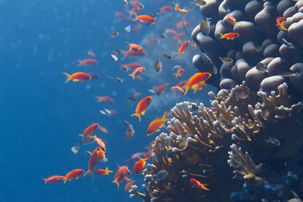 Lyretail Anthias ve Arap Krom üzerinde Net ateş Coral mercan kırmızı deniz kapalı Sharm El Sheikh, Mısır üzerinde balık