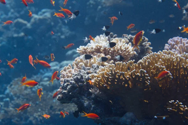 Shoal of Lyretail Anthias, Half-and-Half Chromis, and Arabian Chromis Over Net Fire Coral on Coral Reef in Red Sea off Sharm El Sheikh, Egypt