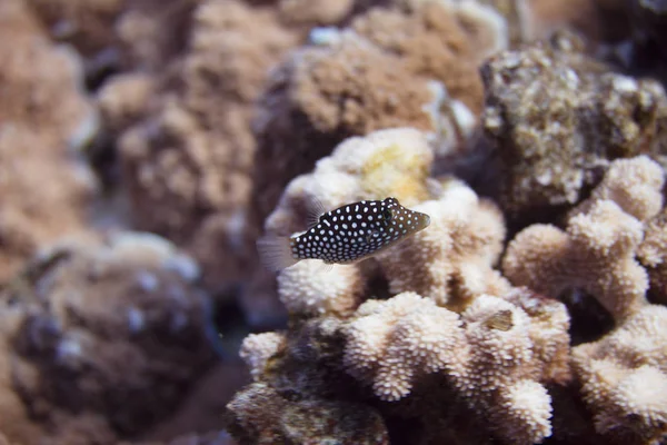 Havajské Whitespotted Toby Korálový Útes Maui Havaj — Stock fotografie