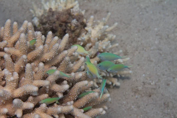 Shoal Green Chromis Acropora Humilis Coral Coral Reef Red Sea — Stock Photo, Image