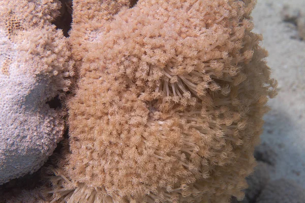 以色列埃拉特附近红海珊瑚礁上的戈诺波拉柱珊瑚群 — 图库照片