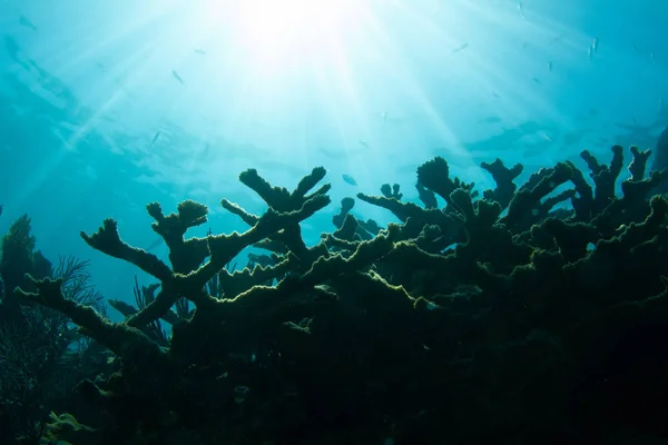 Sun Over Endangered Elkhorn Coral on Coral Reef at Looe Key, Florida Keys