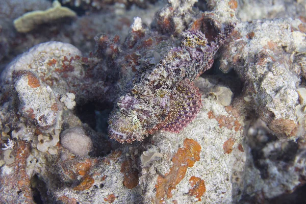 Pez Escorpión Pequeña Escala Arrecife Coral Mar Rojo Frente Dahab —  Fotos de Stock