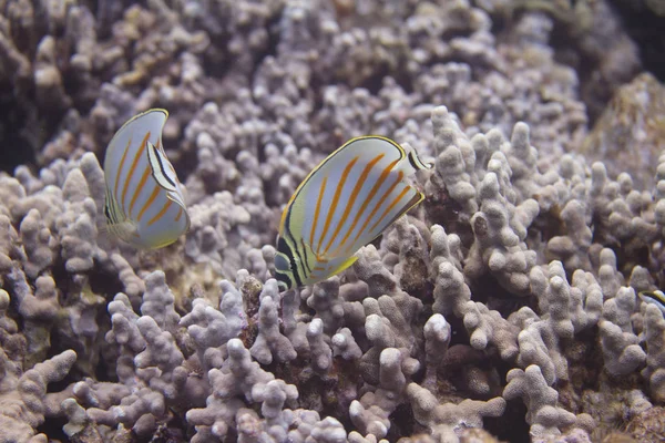 Süslü Butterflyfish mercan Kona, Hawaii büyük ada, kapalı üzerinde