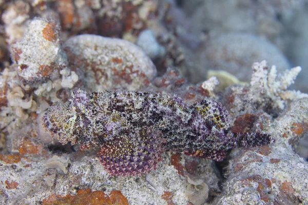 Pez Escorpión Pequeña Escala Arrecife Coral Mar Rojo Frente Dahab —  Fotos de Stock
