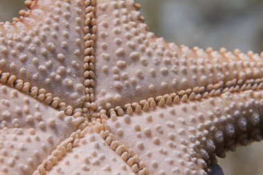 Alt tarafı, kırmızı yastık Sea Star (deniz yıldızı) Coral Reef kapalı uzun anahtar, Florida Keys, Florida üzerinde