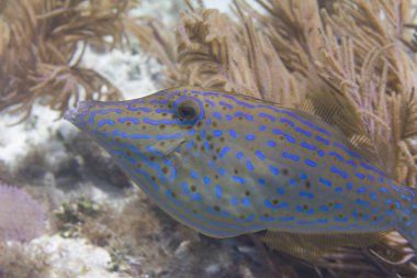 Scrawled Filefish on Coral Reef off Marathon, Florida Keys, Florida clipart