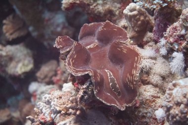 Mercan Dahab, Mısır kapalı Red Sea'deki/daki üzerinde yivli dev istiridye (Tridacna squamosa)